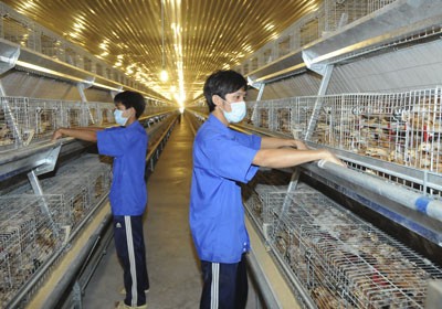 A chicken farm provides eggs for the price subsidized program in HCMC (Photo: SGGP) A chicken farm provides eggs for the price subsidized program in HCMC (Photo: SGGP)